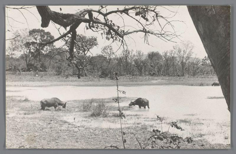 The image is a black and white photograph depicting two bison in an outdoor setting. The animals are seen on the left side of the frame, grazing near a body of water with trees visible in the background. One buffalo appears closer to the camera while the other stands further back by the water's edge. A prominent tree branch extends from the upper right corner towards and partially over the scene. There is no discernible activity or interaction between the bison; they seem engaged individually in their natural behavior, possibly foraging near a watering hole. The overall atmosphere of the image suggests a calm environment with an emphasis on wildlife conservation or study.