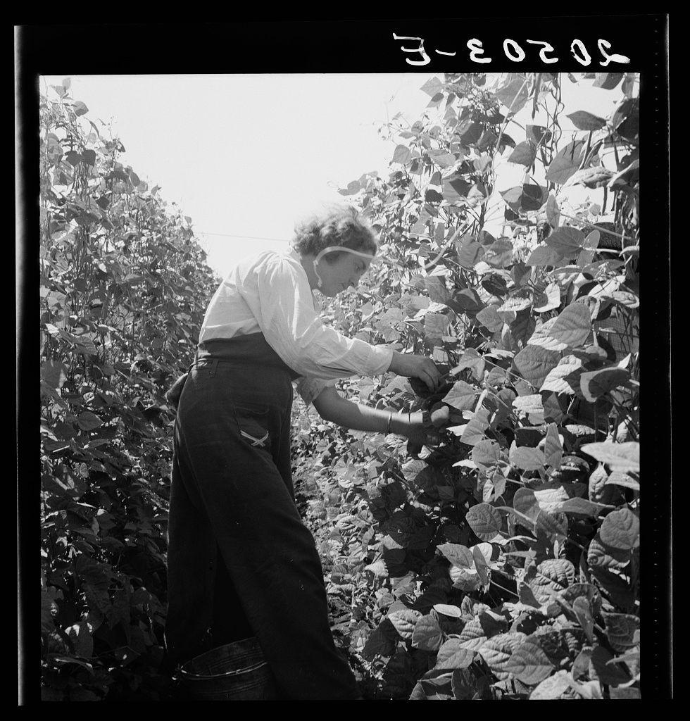 The image depicts a person in what appears to be a historical or vintage setting, tending to plants. They are wearing a white blouse and dark pants with suspenders, suggesting work attire possibly from an earlier century due to the style of clothing. The individual is reaching out towards vegetation that fills much of the frame, indicating they might be harvesting crops or performing some form of agricultural task.

The photograph has a grainy texture typical of black-and-white film photography, and there's handwritten text at the top right corner which seems to read "3-2058", potentially suggesting it was taken on March 20th. There is also an unclear symbol above this date that looks like Hebrew letters or numerals.

The setting has a rustic feel with dense foliage in shades of gray and white, likely representing beans based on the size and shape of the leaves visible throughout the image. The environment suggests rural agriculture, possibly within Oregon given some contextual hints about migrant pickers from South Dakota working near West Stayton for farm people as mentioned in an accompanying description.

Overall, this photo has a historical context with possible relevance to agricultural labor or farming practices during specific time periods around Marion County of Oregon.