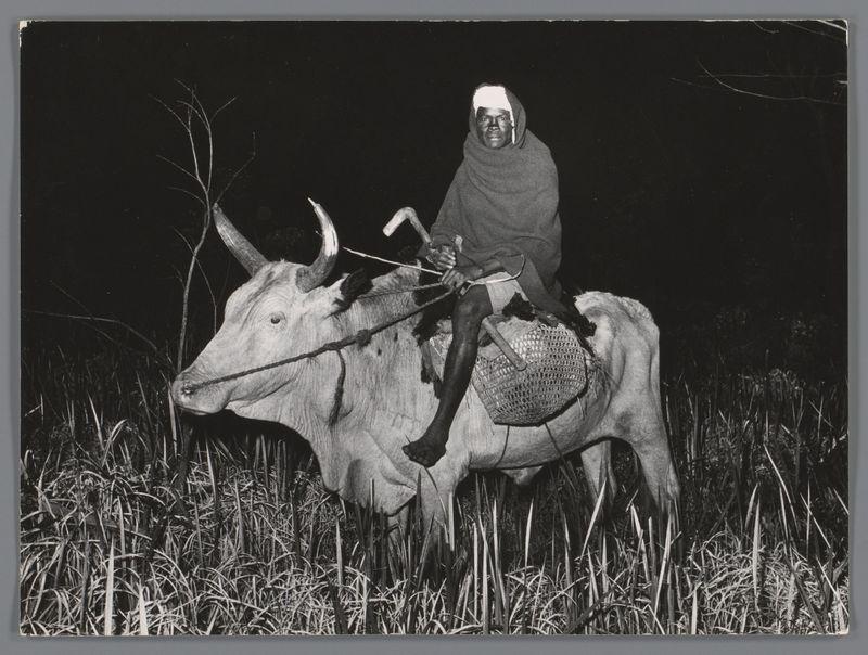 The image is a black and white photograph depicting an individual riding on the back of a cow at night. The rider appears to be wearing warm clothing, including what looks like a hooded cloak or blanket draped around their shoulders for protection against cold temperatures. They are holding onto something that seems to be part of the animal's harness while also handling some sort of tool in one hand.

The cow has prominent horns and is equipped with bridles on its head. Attached to the side of the cow, there appears to be a woven basket or container possibly used for carrying goods or tools. The surroundings are dark but suggest an outdoor setting with tall grasses visible around them, indicating that they might be in a field or marshland.

The photograph has a raw and unpolished feel typical of documentary-style photography from the mid-20th century. This visual context implies it may have been taken during a period when rural life practices were more prevalent, possibly capturing everyday moments for an ethnographic study or personal documentation by travel photographer Ed van der Elsken in 1956 - 1957 as mentioned in the reference link provided.

The photograph's monochromatic color scheme and grainy texture add to its historic aura. The composition focuses on the rider and cow, with a shallow depth of field that blurs out some details of the background grasses while k [...]