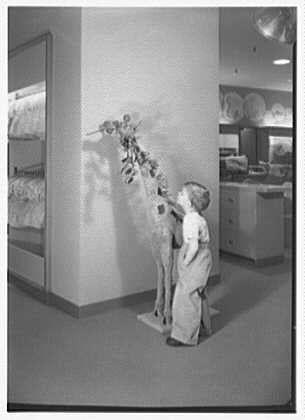 The image shows a young boy, dressed in what appears to be vintage clothing including long pants and a short-sleeved shirt or coat. He is standing on his tiptoes as he looks up at an animal figure displayed against the wall within a store setting. The animal seems to represent a giraffe with its neck extended upwards towards him.
The boy's expression suggests curiosity, possibly admiration for the giraffe figure which may have been part of promotional material or signage in the store. He is wearing glasses and appears focused on his interaction with this display object.

In the background, there are shelves stocked with various items suggesting a departmental setting such as Lord & Taylor located in Millburn, New Jersey according to additional information provided.
The image seems like it was taken from a negative due its black-and-white nature. The photographer or company involved is Gottschol-Schleisner Inc., and the specific date for this photograph being February 5th of an unspecified year can be seen within context details about Lord & Taylor business in Millburn, New Jersey.

Overall, it captures a nostalgic moment from over seven decades ago when retail shopping experiences were different compared to modern-day norms. The image portrays innocence and curiosity through its subject's interaction with the giraffe figure while standing on his toes, highlighting both hu [...]