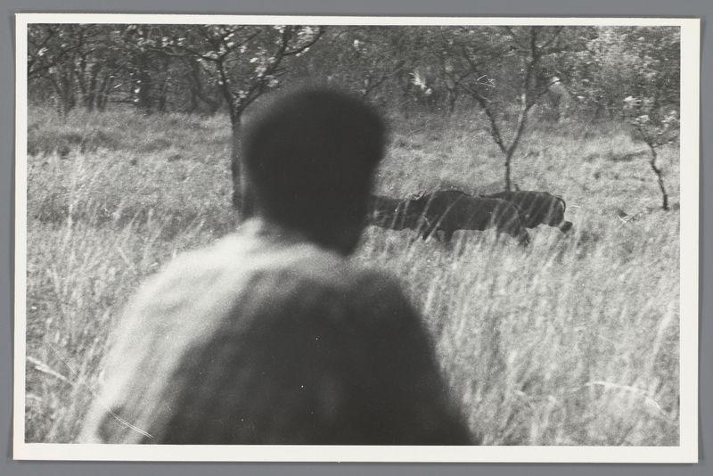 The image is a black and white photograph with a grainy texture, indicative of an older film or print. It features the silhouette of a person in motion, captured from behind, walking through what appears to be tall grassland or meadow. The figure's head is turned slightly towards their right, giving us a partial view of one ear and part of the profile.

In the background, there are leafless trees suggesting it might be late autumn or winter, with some snow on branches in patches visible due to the sunlight breaking through them. A dark shape, which could be an animal such as a buffalo (given its context), is lying down partially obscured by tall grasses and fallen leaves.

The focus of this photograph seems intentional; sharpness blurs into soft edges around the person's silhouette while maintaining clear detail on some trees in the background. There are visible scratches or dust specks across the print, adding to the vintage feel of the image.

There is no explicit indication as to what specific context or story surrounds this scene based solely on the photograph itself; however, it conveys a sense of solitude and perhaps contemplation given its composition and subject matter.