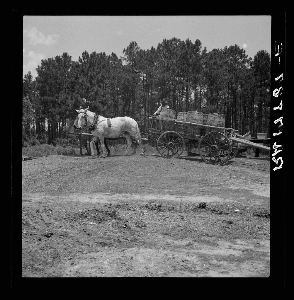 The image captures a historical moment featuring two horses harnessed to a wooden cart loaded with barrels, likely used for transporting turpentine gum. The scene is set in an outdoor environment with trees and open ground, suggesting a rural setting possibly associated with the production of resinous materials like turpentine. Black-and-white photography adds a timeless quality to the image, evoking a sense of nostalgia or historical interest. Additional context about this photograph can be found at Hauling turpentine gum from the woods to the still near Homerville, Georgia on the mentioned URL, which could provide insights into regional practices and economic activities during the time period when such methods were common.