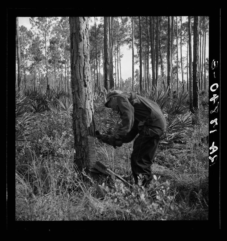 The image is a black and white photograph depicting an individual in outdoor attire, possibly engaged in manual labor. The person is bending over near a tree trunk within what appears to be a wooded area with tall pine trees and underbrush visible in the background. They are wearing dark pants and boots, suggesting work or activity related to forestry or logging.

The text on the image reads "6-01-43" indicating that this photo was taken on June 1st, possibly during World War II based on the date format which is consistent with American military documentation from around that time. Additional contextual information suggests a connection to turpentine extraction in Georgia as part of wartime operations or industrial endeavors.

The overall composition and historical context suggest an image capturing laborious work within a natural setting, likely associated with economic activities during a significant period in history.