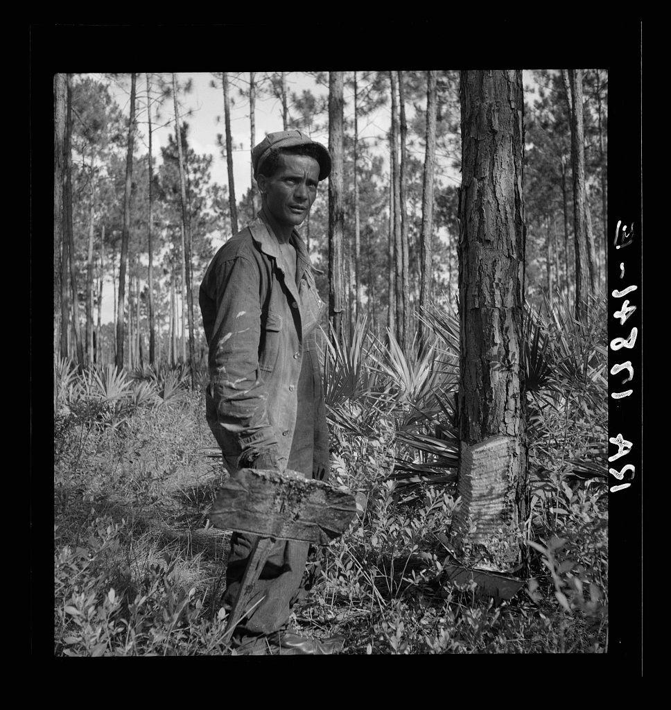 The image depicts a black-and-white photograph of an individual standing in a forested area. The person is dressed in work clothes, including a jacket and trousers that appear to be stained or dirty, indicating manual labor activities. They are holding what appears to be a piece of machinery with teeth, possibly related to wood processing like a sawmill operation. In the background, there are tall trees, some standing upright and others cut down at different heights, suggesting timber harvesting activity in this environment. The photograph is labeled with handwritten text on the right side that reads "F-14283" or similar markings, which might be indicative of cataloging information for archiving purposes.