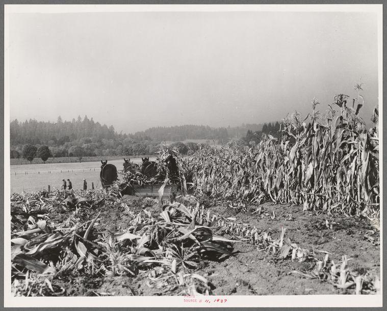 The image is a black-and-white photograph depicting an agricultural scene, likely taken in the early 20th century given its monochromatic appearance and historical context. A horse-drawn wagon filled with harvested corn stalks dominates the foreground of this rural landscape.

Surrounding the wagon are remnants of recently cut corn plants scattered across what appears to be a field. The background features tall, standing cornstalks indicating an active or partially completed harvest operation. Trees line both sides of the road in the distance under a cloudy sky, suggesting that it might have been taken on overcast weather.

The image provides historical insight into farming practices and rural life at the time. It shows two individuals working alongside horses to manage this task, highlighting early agricultural labor methods before mechanized machinery became commonplace for such operations.
