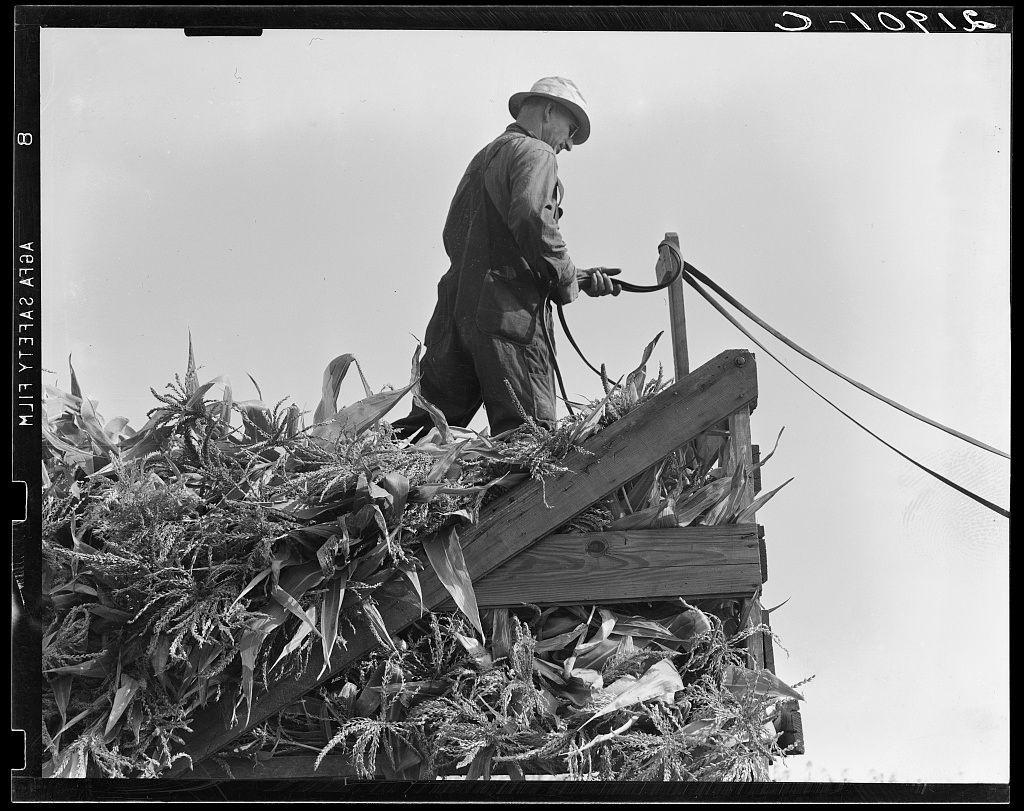 The image is a black and white photograph featuring an individual on what appears to be the side of a ladder or platform, with cornstalks piled around them. The person is dressed in work attire, including overalls, boots, gloves, and a hat, suggesting they are engaged in agricultural labor. They hold onto a rope that seems to connect two points above their reach, indicating some form of task such as feeding the crop into machinery or retrieving it from a bin.

The photograph's monochrome palette emphasizes textures and contrasts between light and shadow on the cornstalks' surfaces and the individual’s clothing. The sky is visible in the background but not detailed enough to discern weather conditions. There are no indications of modern equipment, which may hint at an older time period or specific farming practices from a historical context.

The image's content, along with additional information provided, indicates that it was taken during one of eight cooperating farmers driving loaded wagons into a silo in Yamhill County, Oregon. The photograph is credited to Dorothea Lange, which associates the work with her famous documentation and photography career spanning from the 1920s through World War II.

The context suggests this image captures an agricultural process involving corn during harvest time or storage. It may reflect rural life in mid-20th century America, showcas [...]