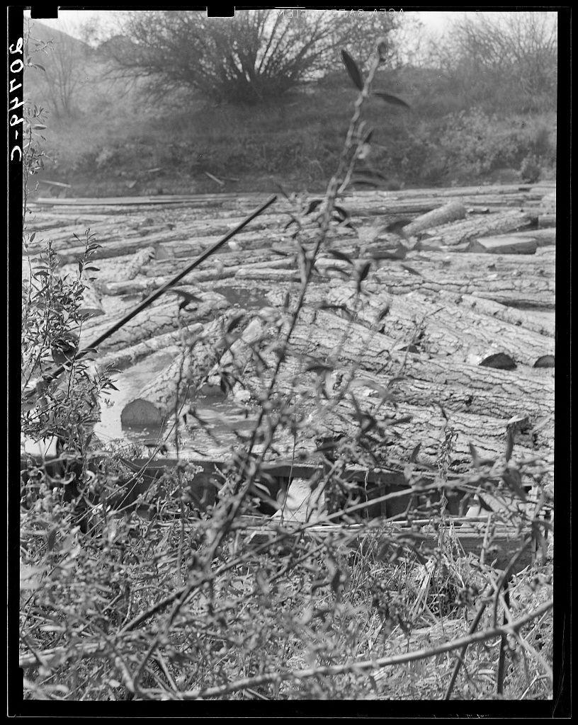 This black and white photograph captures a serene yet stark landscape of a natural watercourse. In the foreground, there is an array of fallen logs scattered across what appears to be a riverbed or stream bed. The logs vary in size and shape but are predominantly cylindrical with visible tree rings, indicating they have been stripped from trees after falling into the water. Some branches protrude vertically above the main horizontal line formed by the logs.

In the middle ground, beyond these fallen trunks, is another layer of debris including smaller branches, sticks, and what could be interpreted as remnants of plant life or possibly a small patch of marshy land with greenery peeking through. The water body reflects some elements from its surroundings but has significant muddiness to it.

The background reveals more logs that seem partially submerged in the flowing water. This suggests depth below the surface where they are trapped, indicating either seasonal changes affecting river flow or a deliberate act like timberlogging for material collection upstream of this point.

Vegetation is sparse and consists mainly of small shrubs with slender stems poking through the dense log arrangement. The absence of leaves on some plants could imply it's not during peak foliage season or they've been affected by environmental stressors such as cold, wind, or human activity like log [...]
