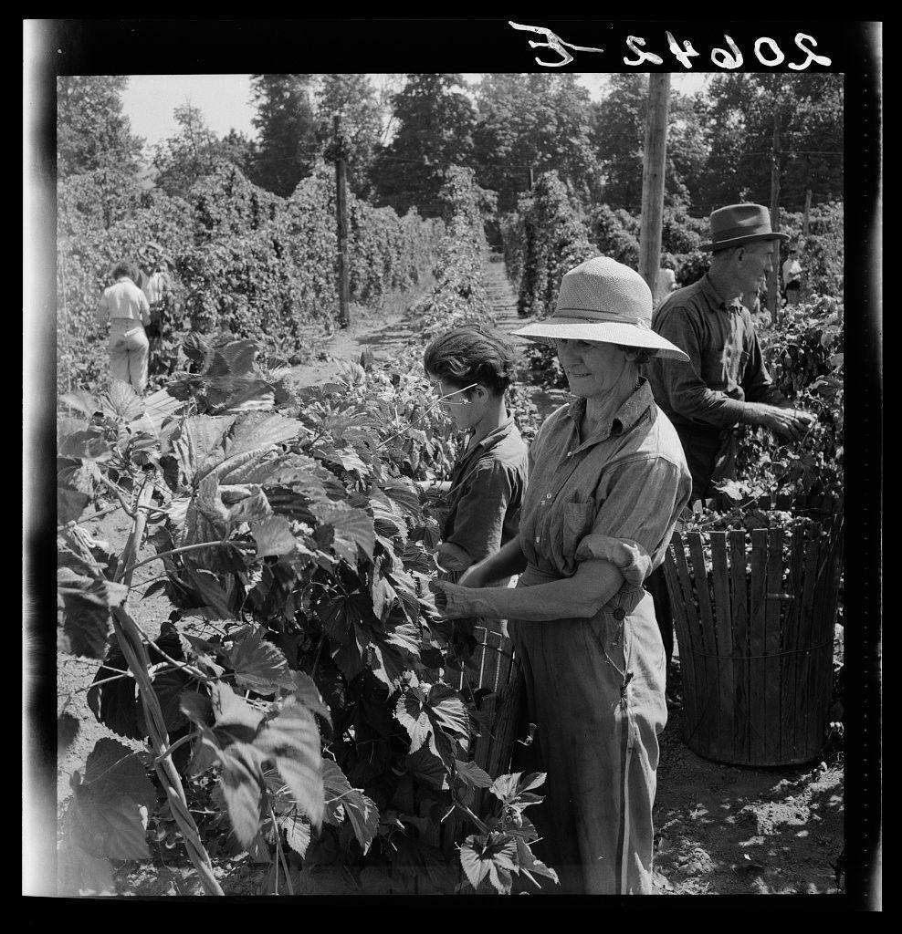 The image is a black and white photograph depicting several individuals engaged in agricultural labor, specifically working with hop plants. There are at least four people visible; two women wearing hats stand prominently in the foreground examining or tending to the hops closely planted alongside wooden stakes for support. One woman appears focused on her task while another looks over her shoulder towards something outside of view.

Behind them, a man is seen holding and possibly harvesting hop cones with what seems like pruning shears. Another individual stands further back near similar hop plants in various stages of growth or being maintained by others out of frame. The setting suggests an outdoor field environment with natural lighting casting shadows on the ground, indicating it's likely daytime.

A large wooden crate is visible to the right, potentially used for collecting harvested hops. In the background, a telephone pole and treeline can be seen under what appears to be clear skies, adding context that this scene might take place in rural or semi-rural Oregon as mentioned in the caption provided by the source image link.

The photograph's composition captures an everyday moment of agricultural labor, possibly highlighting themes related to migratory field workers involved in hop farming. The attire and equipment suggest practicality for outdoor work under sunny  [...]