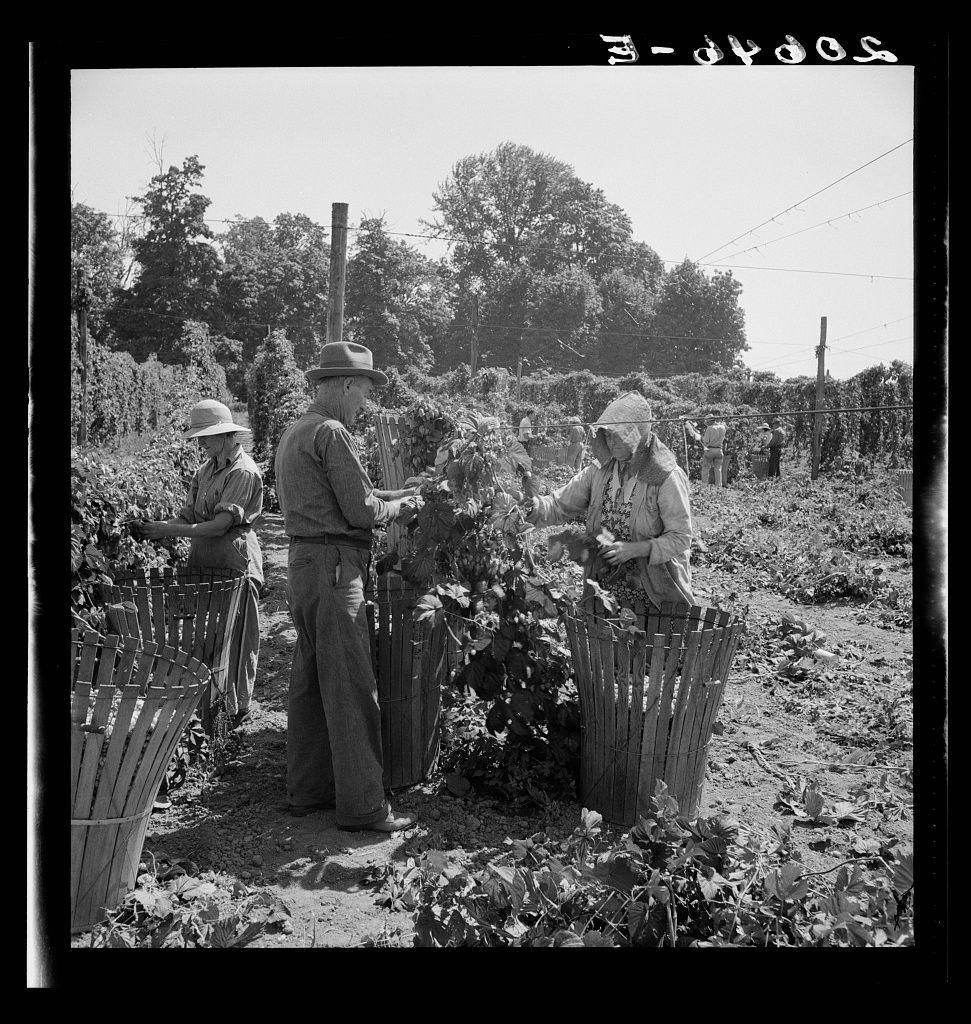 The image shows a black and white photograph depicting several individuals engaged in agricultural work. They appear to be harvesting crops, with some bending over plants while others are holding or arranging baskets filled with harvested produce.

There is at least three people visible; two men on the left side of the photo wearing hats, one standing near a basket full of hops, and another who appears older, perhaps an elderly man also working. On the right side there's an individual in lighter-colored clothing with a hat holding what seems to be branches or hop cones.

The scene takes place outdoors, as suggested by the open sky above them and greenery surrounding them, likely indicating they are in an agricultural field. The background is filled with more vegetation that could signify rows of crops extending into distance, underlining their activity within a larger farm environment.

There's also text at the top center which seems to indicate some form of categorization or identification for this image; however it's unclear without context what it signifies specifically as "Migratory field workers in hop field. Near Independence, Oregon." suggests that these are individuals who travel and work across different fields harvesting crops like hops.

Overall, the photograph captures a moment from rural labor life with an emphasis on teamwork and manual agricultural tasks.