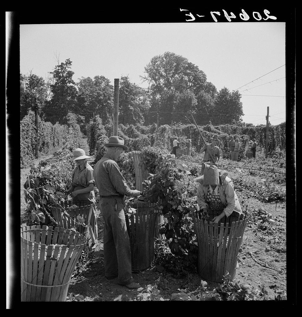 The image shows a group of migrant farm workers in an outdoor hop field. They are engaged in harvesting hops, standing amidst rows of plants with large baskets filled with the gathered crop around them. The scene is captured on black and white film, emphasizing contrasts between light and shadow across their clothing and the surrounding environment.

In this historical photograph from Dorothea Lange's collection titled 'Migratory field workers in hop field,' near Independence, Oregon (https://images.loener.nl/DorotheaLange/full/6495/6495b7b3ba25398d90c4f068.jpg), the subjects display a range of attire suitable for farm labor. Some wear hats and overalls, while others are in dresses with aprons or protective clothing like gloves.

The context provided by the caption hints at the economic conditions during Lange's time, particularly referencing '3-R-HOAS,' which could be shorthand for the three-day harvest rate common among hop pickers of that era. This practice likely refers to a system where farm laborers were paid based on how much they harvested rather than being compensated daily or weekly.

The photograph captures both individual and collective human effort, showcasing the rural working class's struggle during Lange’s time in America. The image not only documents their physical activity but also serves as social commentary on migrant workers' conditions during the Gre [...]