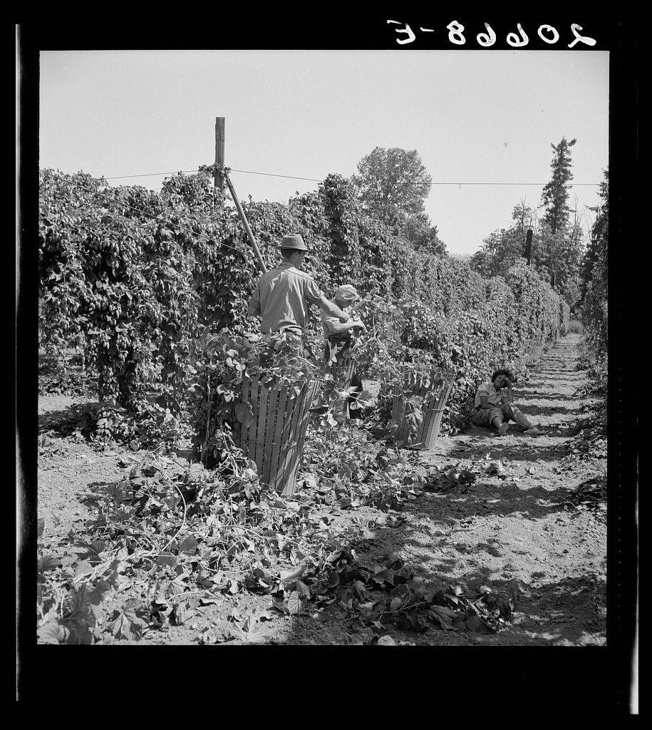 The image is a black and white photograph depicting an outdoor scene in what appears to be a hop field. In the foreground, there's one person standing amidst tall plants with dense foliage; they seem to be engaged in farm work or tending to the crops. This individual wears casual attire suitable for physical labor, including trousers, shoes, and possibly gloves. The surrounding area is filled with lush vegetation indicative of an active farming environment.

To the right side, a child sits on what looks like a wooden structure amidst the plants, suggesting that they might be partaking in farm-related activities or simply accompanying an adult worker. In the background, more hop fields extend into the distance under clear skies, marked by minimal cloud coverage and bright sunlight casting shadows across the scene.

The photograph is labeled with Japanese characters at its top edge ("3-80615"), which could be a reference to a specific record or catalog number associated with this image. The overall composition of the photo conveys an atmosphere of rural labor, possibly during harvest time in Oregon as suggested by additional context provided regarding migratory field workers and hop fields near Independence.

The historical significance hinted at here is tied to American agricultural history where many migrant families worked on farms across various states during seasonal f [...]