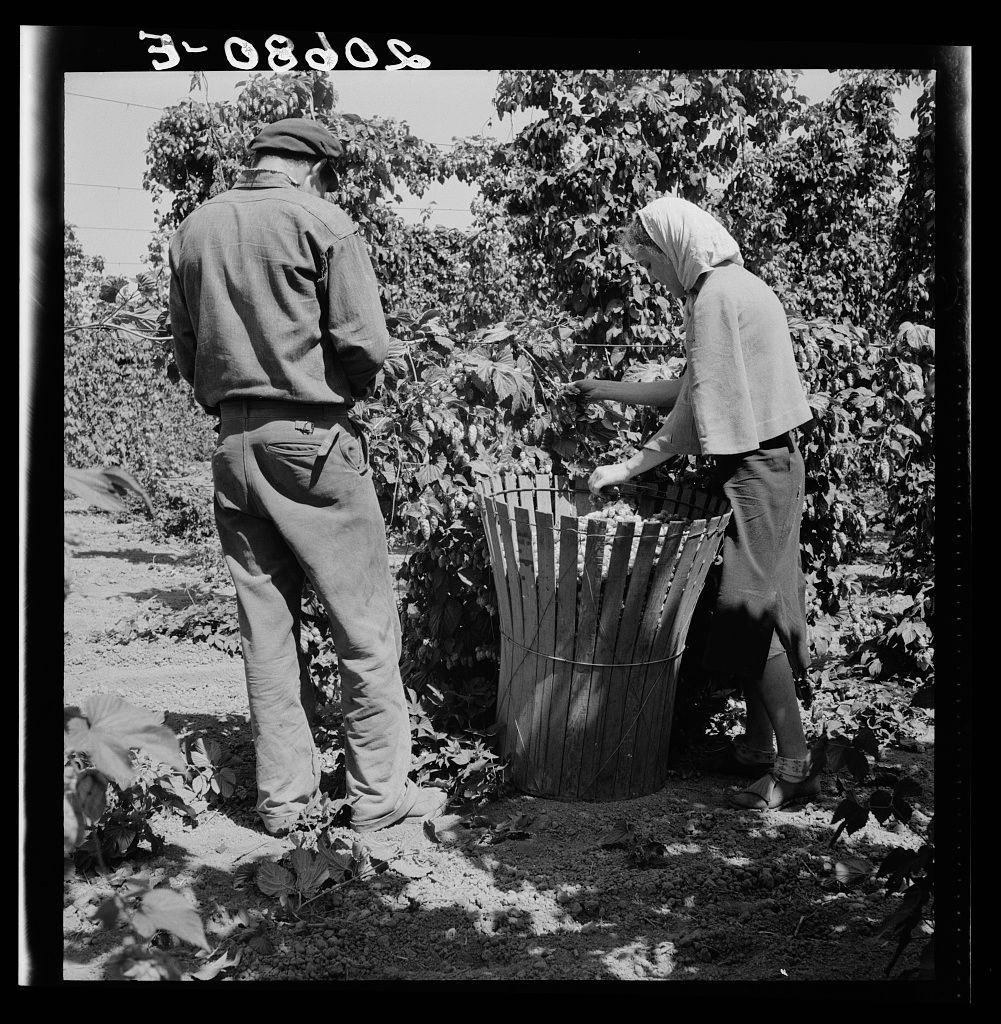 This black-and-white photograph depicts two individuals, likely a man and woman given their clothing style, working together in what appears to be an outdoor setting surrounded by plants. The person on the left is wearing rolled-up trousers with pockets, a jacket, and seems focused intently downwards at something not clearly visible within his vicinity.

The individual on the right is bending over, reaching into or picking up items from a large cylindrical container that looks like it could hold hops, given its context in Oregon. This person wears a loose-fitting blouse covering their head and body down to their knees with rolled-up sleeves revealing lighter-colored gloves underneath. Both individuals are standing amidst foliage which suggests they might be involved in agricultural work.

The presence of hop plants indicates this scene is likely related to the harvest or processing of hops, an important crop known for its use as a flavoring agent in beer brewing. The timestamp at the top reads "3-08d05," perhaps denoting a date or reference code associated with this image within a larger collection.

Additional information about this specific photograph can be found by referencing General Caption number 45-1, which is linked to an Oregon archive from Polk County near Independence. The context and location suggest that these individuals could be migratory hop pickers engag [...]