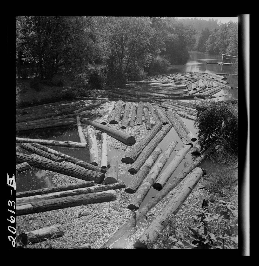 The image shows a collection of logs that have been felled and are laid out in an organized manner. They appear to be piled up along the edge of a waterway, possibly for transportation or processing at a sawmill. The scene is captured in black and white, which suggests it might not depict modern-day conditions but could reflect historical practices related to logging and timber production.

The background features dense tree cover with various trees and shrubs visible. There's also another pile of logs further away near the waterway, indicating that this area may be a hub for log handling activities. The absence of people or machinery in the immediate vicinity gives an impression of stillness but might hint at human labor outside the frame.

The photograph has been labeled with "20613-5," which could signify its cataloging within a collection or series by photographer Dorothea Lange, known for her work on social issues and workers' conditions in America. The image provides insight into timber industry practices from perhaps earlier times when manual labor might have played a more significant role compared to the mechanized operations common today.

For further details about this specific log site's history or its geographical context within Corvallis, Oregon, one would need additional information beyond what is visible in the photograph.
