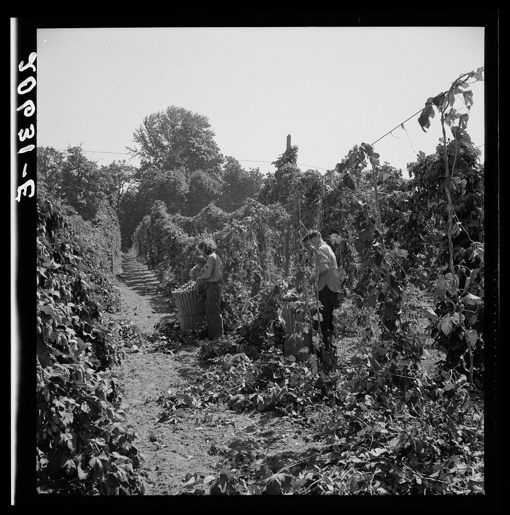 The image depicts a black and white photograph of people working in an agricultural setting, specifically what appears to be a hop yard. There are two individuals visible; one person is walking away from the camera down a narrow path flanked by tall plants with dense foliage, while another stands nearby attending to some work within the crop rows.

The environment suggests rural Oregon during late spring or summer, as evidenced by the lush greenery and overall appearance of the crops. The sky above appears clear without any visible clouds. The photograph captures an intimate glimpse into manual labor in a horticultural context, with attention focused on the human activity amidst nature's abundance.