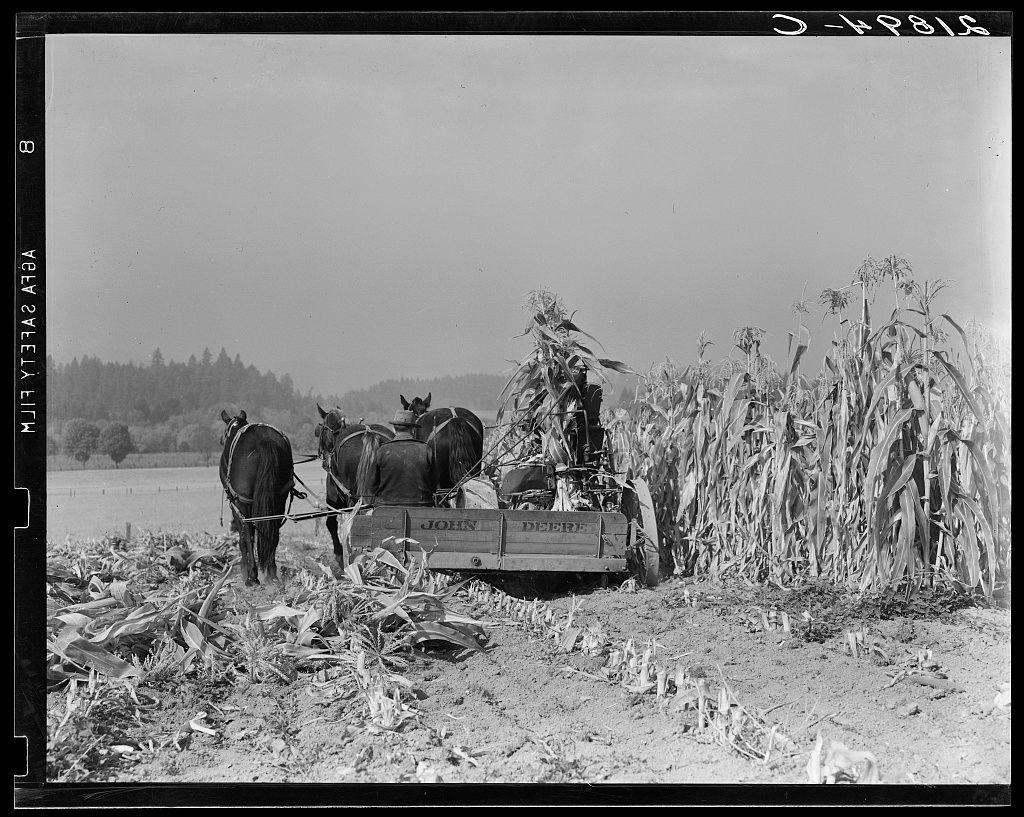 The image is a black-and-white photograph depicting an agricultural scene. It shows two horses pulling a wooden plow with the brand "John Deere" engraved on it, indicating that it's likely from the early to mid-20th century when such equipment was common for farming purposes.

Behind them sits what appears to be a farmer or farmhand in dark attire, sitting atop an elevated platform attached to the machinery. This suggests they are engaged in harvesting activities, possibly pulling up plants or crop residue as part of their work on a cornfield.

The field is filled with tall stalks of mature corn, some already harvested and others yet to be touched by the plow's blade. The ground appears recently disturbed, likely from previous harvest activity or cultivation practices. In the background stands a tree line, suggesting this farm lies in a rural area surrounded by forested land.

The sky is overcast with no visible sunlight filtering through; hence it might represent early morning or late afternoon light conditions. There's an element of dust and debris on the ground near where the horses are walking, indicating active work has recently taken place there.

In summary, this image captures a moment from rural agricultural life likely dating back to around 1915 (as indicated by "O-4836" in the upper right corner), showcasing traditional farming methods and equipment.