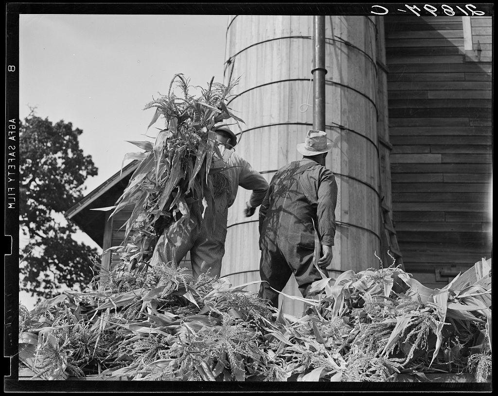 The image captures a moment in agricultural life with two individuals working on a farm. One person, dressed in striped overalls and boots, is holding up a sheaf of corn near their head, as if to shield from the sun or inspect it closely. This individual also wears a hat for protection against sunlight, suggesting outdoor work conditions typical of farming environments.

Adjacent to them stands another figure wearing dark clothing with overalls and a wide-brimmed straw hat. They are engaged in handling tall stalks of corn that have been cut down. The background reveals elements commonly found on farms: large cylindrical silos made from vertical wooden planks, indicative of grain storage structures often used for preserving crops like wheat or corn.

The photograph is rendered in black and white, which not only provides a stark contrast but also gives the image an air of timelessness. This monochromatic palette adds to the historical ambiance, potentially placing this scene during earlier decades when such practices were more common on farms.

There's a sense of manual labor involved here; each action captured—handling corn sheaves and working with silos—is quintessential farm work. Despite being still photographs capturing one moment in time, these images tell stories that resonate beyond their simple portrayal: they speak to the rhythms of rural life, the dedication requ [...]