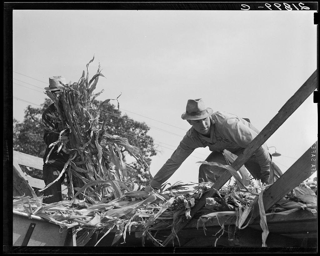 The black and white photograph captures a moment of agricultural work, specifically the harvesting or processing of corn. Two individuals are engaged in the task; one is reaching into what appears to be an overhead structure filled with corn stalks, while the other person stands beside them holding onto another part of this structure. The focus individual wears overalls, a long-sleeve shirt, and a hat, indicative of rural or farming attire designed for protection against elements like sun and dust.

The setting suggests a farm environment, possibly during harvest time when corn is typically processed either as silage (for livestock feed) or dried grain for human consumption. The absence of modern machinery indicates that this activity relies on manual labor methods common in earlier agricultural practices.

There's an air of diligence and effort captured through the posture and engagement of these individuals with their task, reflecting a collaborative work ethos often found in farming communities. This image may be part of a larger body of work depicting rural life or agriculture during mid-20th-century America, as suggested by its style and content.

The photograph is labeled "S-OPRIS" at the top edge, which could refer to an archive classification system used for historical photographs from that era.