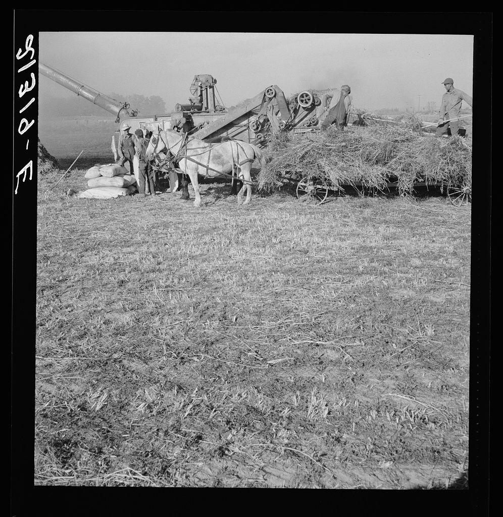 The image depicts a historical agricultural scene involving the threshing of red clover. The photograph is in black and white, which enhances its vintage feel, indicating that it may be from an earlier time period when such methods were prevalent.

In this tableau, there are multiple individuals actively engaged in farming activities around what appears to be a piece of large machinery designed for separating seeds or grains from their stalks or pods. The machine is connected by long lines attached to two prominent horses which suggest that the process requires substantial horsepower and manual labor.

The people working with the machinery appear focused on their tasks, using tools such as pitchforks and shovels to gather and handle the materials being processed through the threshing mechanism. Their attire suggests practical workwear suited for outdoor rural activities during a historical period when modern agricultural equipment was not yet widely used or available in some regions.

The field is largely barren with scattered remnants of crops, indicating that harvesting has been completed and perhaps the seeds are now ready to be gathered. The sky above is clear but distant structures can faintly be seen on the horizon line which suggests a rural setting possibly near bodies of water given their reflective quality.

Additional context about this image states it was take [...]