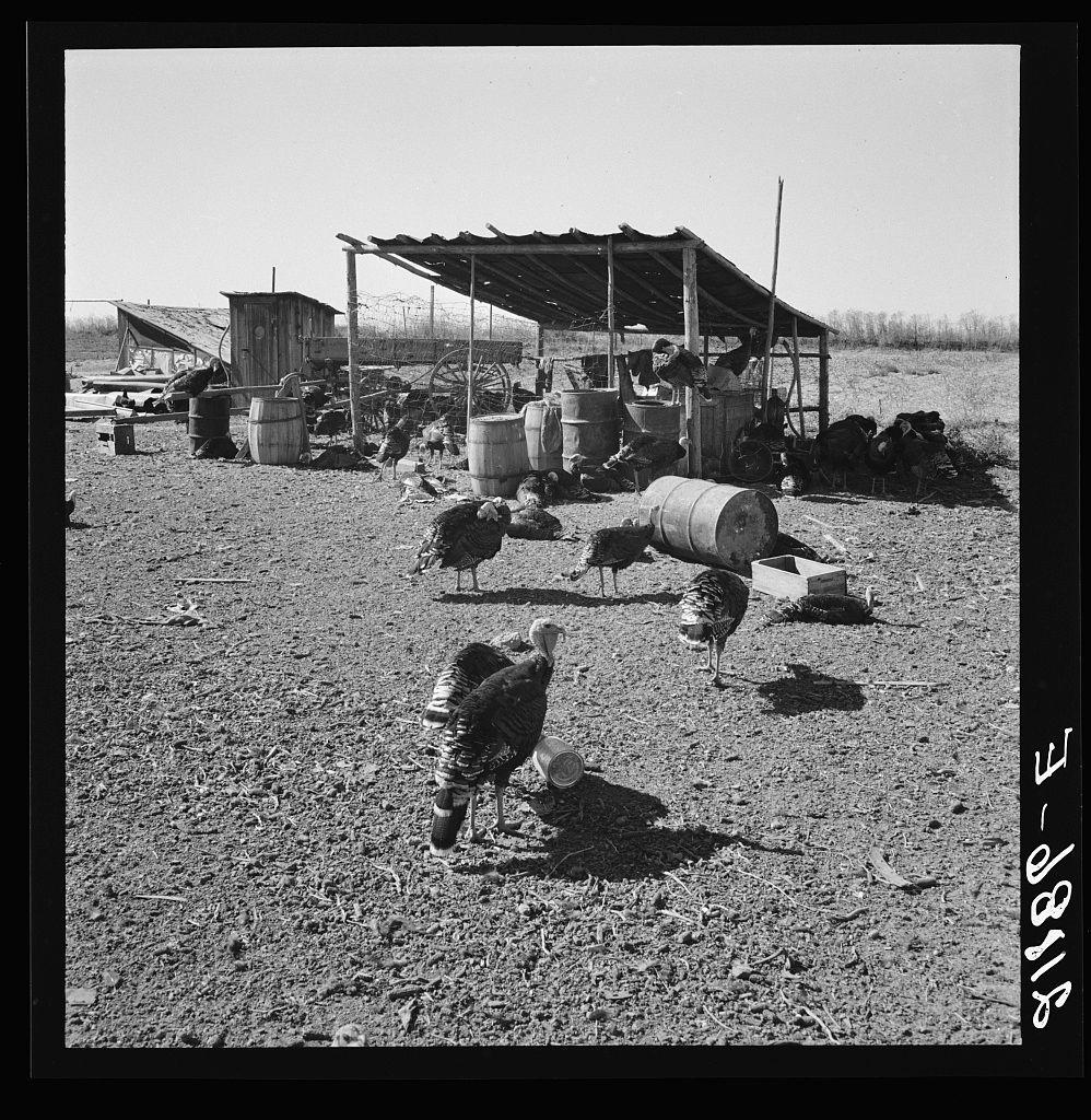 The image depicts a rural scene, possibly from the late 19th or early 20th century. In the foreground, there are several chickens and turkeys scattered across what appears to be an open field with sparse vegetation. Some of these birds are actively pecking at the ground while others stand stationary.

In the middle-ground, a collection of makeshift structures is visible. These include wood-framed shelters supported by metal poles, some with tin roofs, and other utilitarian buildings such as a small shed or barn-like structure. Various items like barrels, an old wagon wheel, and what appears to be agricultural equipment are scattered around these structures.

The background shows more open land extending into the distance under a clear sky, suggesting a vast rural landscape. The scene is devoid of people, which adds to its sense of abandonment or desolation. There's no sign of modern infrastructure, reinforcing the historical setting implied by the image.

This photograph has an accompanying caption and date in white text along one edge: "临时建筑上的威斯农场。死牛平地，马勒尔县，俄勒冈州。总号码67-111" which translates from Dutch to English as "Temporary buildings on Williams' new farm. Dead Ox Flat, Malheur County, Oregon. General caption number 67-111." This suggests that the photograph was taken by Dorothea Lange and is part of a larger collection or series documenting rural life.

The black-and-w [...]