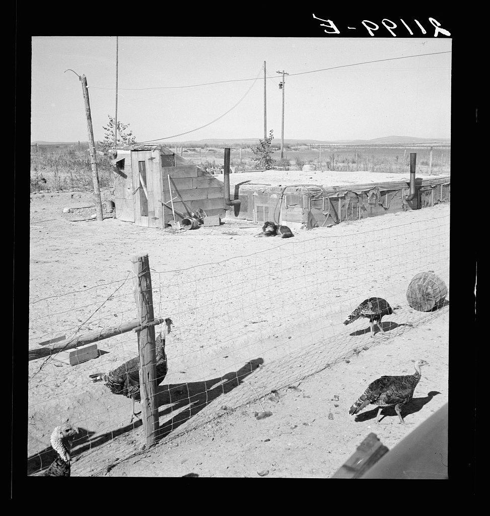 This image depicts a rural setting with several elements. There's an open, barren landscape in the background stretching to the horizon under a clear sky. In the mid-ground, various structures are visible; notably, there is a small wooden structure that appears dilapidated and abandoned, alongside what looks like makeshift sheds or storage units covered by tarpaulins. The ground is littered with debris, including wood logs, metal objects, and an old tire.

The most striking feature in the foreground is a wire fence extending horizontally across the scene. Attached to this fence are several turkeys of varying sizes, indicating they may be free-range poultry or possibly part of a small-scale farming operation. Some birds stand on the ground while others perch near the fence posts, one notably perched atop a wooden post.

The overall condition and setting suggest an impoverished rural environment, potentially indicative of economic hardship in this community during its time period. The photograph is monochromatic, reinforcing the historical context with its grainy texture characteristic of older film photography techniques used by pioneering photographers like Dorothea Lange.