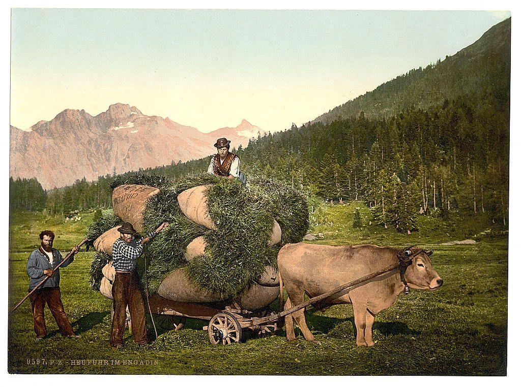 The image depicts a pastoral scene from the Engadine region in Grisons, Switzerland. Two men are engaged in agricultural labor, one standing and pushing a cart loaded with large bales of hay using his hands while the other stands beside him holding onto ropes or handles attached to the wagon for support. The man on foot is wearing what appears to be traditional Swiss attire including suspenders over trousers and work boots.

The landscape features rolling hills adorned with pine trees, indicative of alpine scenery. In the background are majestic mountains with visible patches suggesting either snowfields or rocky outcrops at higher elevations. These natural elements convey a sense of serene rural life in an untouched environment.
The colors have been rendered with attention to detail and realism for that period; they depict greens from the trees, browns on the grassy fields, and shades of brown and beige on the animals. The mountain ranges are painted in varying tones of red-brown, suggesting sunlight casting shadows across their slopes.

This particular image was likely created between approximately 1890 to around 1900 as indicated by a date or reference number "573" at the bottom left corner and it is part of a larger series known as 'Views of Switzerland.' The overall composition, attire, equipment used for labor suggest that this scene captures rural Swiss life during [...]