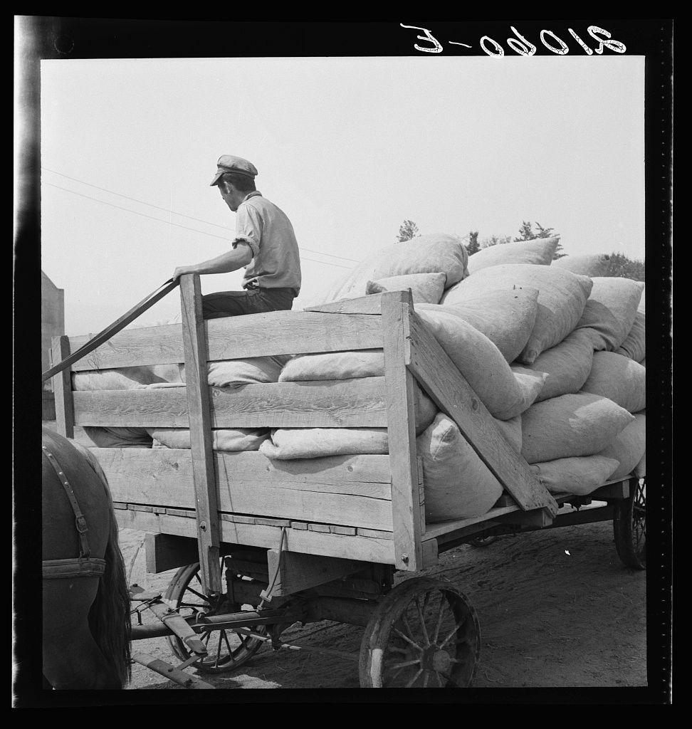 A black and white photograph shows a man sitting on the side of a cart filled with sacks. The man is wearing casual clothing, including a hat, button-up shirt, pants, belt, shoes, and gloves, suggesting he may be engaged in manual labor or farm work. He appears to be resting while overseeing his work, which involves transporting these sacks from one location to another using the wagon pulled by an unseen animal. The cart is wooden with large wheels, indicative of a rural setting where modern machinery might not be prevalent. The background reveals a vast open landscape, likely part of agricultural land or farmland.
