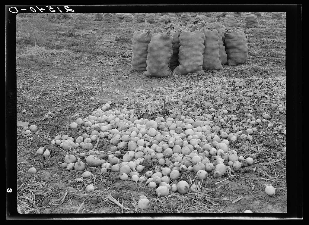 The image is a black and white photograph depicting an agricultural scene. In the foreground, there's a large pile of onions scattered on the ground amidst dry vegetation, indicating they may have been recently harvested or are being sorted out for processing. Behind this pile, several sacks filled with more onions can be seen standing upright in rows, likely drying under sunlight as suggested by their position and appearance. The overall setting appears to be an outdoor farm field during a time when harvesting is taking place, possibly autumn given the dried vegetation on the ground. This scene captures a moment of agricultural labor and processing, highlighting the manual aspects involved in farming onions.