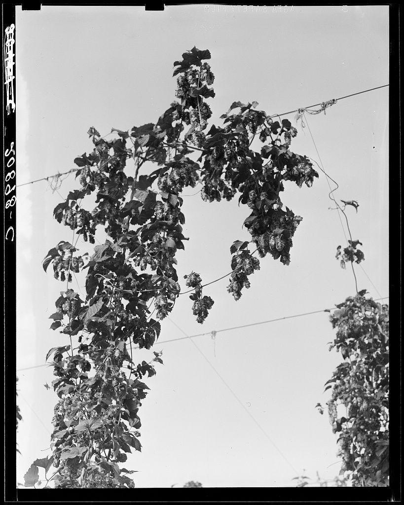 The image is a black and white photograph depicting hop vines in the midst of harvest season. The focus is on a single vine with its leaves, flowers, and cones hanging down towards a wire support structure that extends off-camera to presumably other hops plants or trees out of view, creating an archway over what appears to be an outdoor area designated for growing these crops. A few smaller vines can be seen in the background as well.

The hop plant has clusters of bountiful green cone-bearing structures indicative of harvest time. The foliage is dense and healthy-looking with a rich array of leaves varying from dark silvery-green at the tips down to deeper shades towards their bases, typical for this type of vine when it's ripe but before being picked by hand or machinery.

The sky in the background seems clear without any clouds visible which suggests an open-air environment. The picture has no human subjects and is not associated with a specific person based on gender or race as it focuses entirely on the plant life. There are handwritten date markings, "2-8-30", possibly indicating when this photo was taken.

The context provided mentions that these hops could be near Independence in Polk County, Oregon during picking time which suggests agricultural significance and activity around harvesting season at a specific geographic location within the United States.