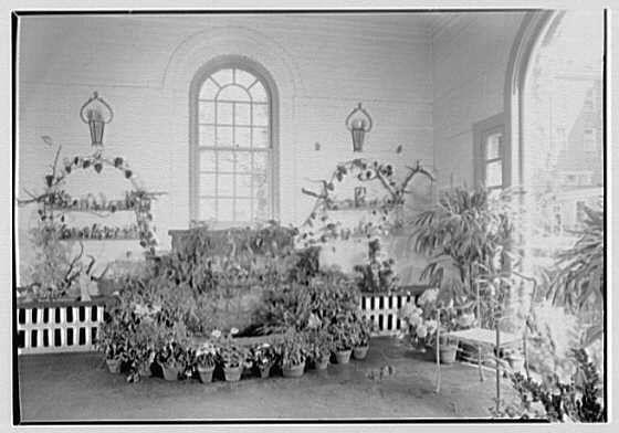 The image depicts a vintage photograph of an indoor flower shop, likely from the mid-20th century. It is in black and white, showing numerous potted plants arranged symmetrically on shelves against walls with large windows allowing ample natural light to enter. The plant life varies in types and sizes, creating a lush display that suggests careful cultivation and maintenance.
The architecture of the room features an arched window near the center, through which sunlight is visible, enhancing the brightness within the space. Decorative elements such as hanging baskets containing additional plants are seen above some shelves, adding to the overall aesthetic appeal of this floral environment.
A white bench sits in front of a shelf with potted plants, inviting visitors to sit and admire the collection. The flooring appears to be tiled or concrete, reflecting the light from the windows. Overall, the image captures an elegant indoor garden setting that embodies a serene atmosphere dedicated to horticulture.