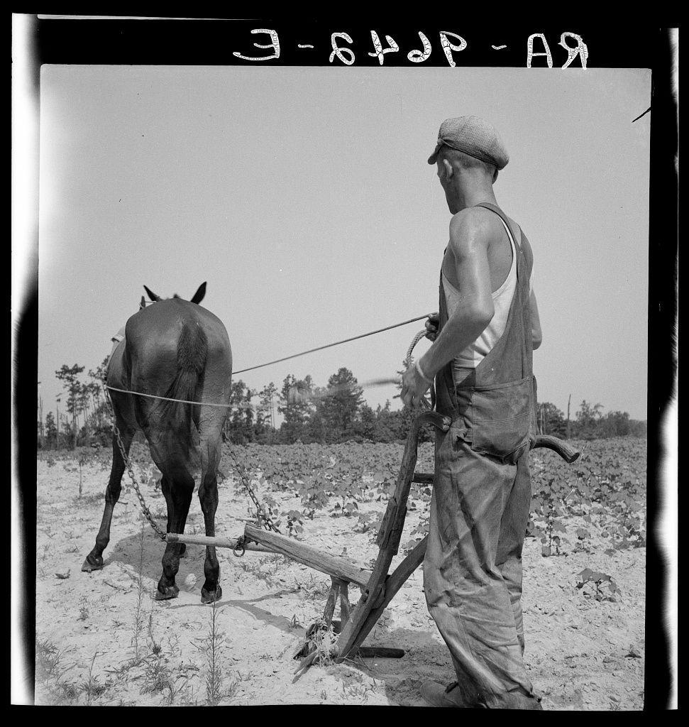 The black and white photograph captures a moment from rural life, showcasing an elderly male farmer at work in the field. The man is outfitted with typical agricultural attire: overalls that protect his clothing from dirt and debris, a sleeveless tank top for comfort during manual labor, and sturdy shoes suitable for traversing uneven ground. His headwear—a cap—serves to shield him from direct sunlight while he works.

He appears engaged in the task of plowing fields with an animal; specifically, we see what looks like a horse attached by ropes that are harnessed around its body. The implement used is called a shareyoke or hand plow, indicative of traditional farming techniques before mechanized equipment became commonplace.

The photograph's composition emphasizes not only the laborer and his tool but also provides context through background details. Sparse vegetation surrounds him—indicative perhaps of late summer when crops have been harvested—and scattered remnants suggest recently worked land awaiting planting.

It is marked with alphanumeric code '3-642P-A' in a handwritten fashion at its top, suggesting this image was part of an organized collection or archive within the photographer's body of work. The photograph reflects historical and cultural narratives about rural America during Dorothea Lange’s active period as a documentary photographer.

Dorothea Lange is k [...]