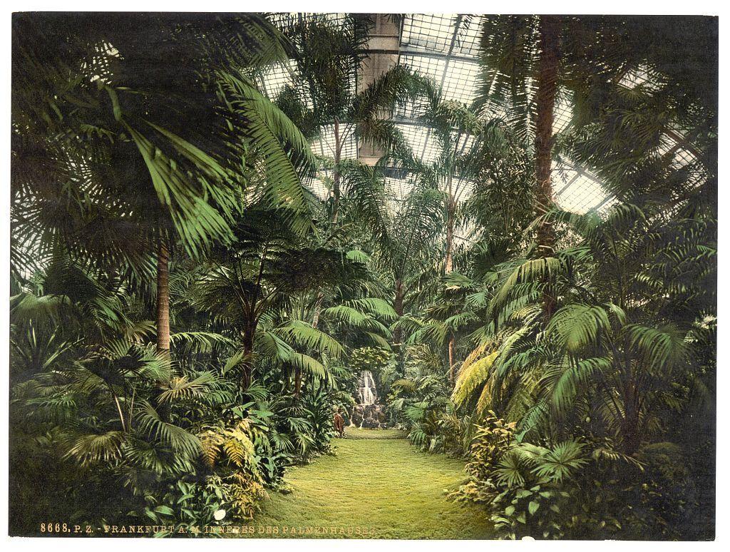 The image depicts an interior view of a lush, green tropical garden enclosed by glass and metal roofing. The scene is dominated by various species of palm trees with their tall trunks and wide fronds creating a canopy overhead. Sunlight filters through the translucent glass panes, casting dappled shadows on the well-maintained grassy pathways below.

In the background, partially obscured by foliage, there appears to be a statue or sculpture that adds an element of intrigue and human presence within this verdant space. The garden seems meticulously curated with different shades of green plants adding depth and texture throughout the scene. 

A text label at the bottom left corner reads "Frankfurt am Main," suggesting the location as Frankfurt on Main, Germany during approximately 1890-1900 based on its style which indicates that this image is a photograph from that era or created in that period.

Additional information about this image can be found under Interior of Palm Houses, Frankfort on Main (i.e. Frankfurt am Main), Germany between ca. 1890 and ca. 1900. Views of Germany https://images.loener.nl/PhotochromPrints/full/65e4/65e47a755890ae069f67e6a9.jpg