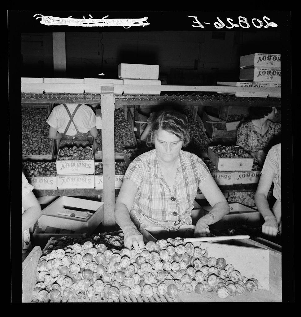 The black and white photograph captures the interior of a packinghouse during what appears to be an active working period. A woman is seated at a table, intently sorting or inspecting cylindrical objects that could likely be prunes given their round shape and context within such a facility. She wears a plaid sleeveless top with rolled-up sleeves, suggesting practical attire for labor-intensive work. Her focus on her task indicates the meticulous nature of the job.

In front of her are numerous similar items laid out in neat rows, awaiting processing or sorting further down the line. Behind her is another person engaged similarly at their station, surrounded by crates labeled "prunes," hinting that she's part of a larger operation dedicated to handling and preparing these fruits for distribution.

The environment appears organized yet busy with activity; boxes are stacked on shelves above, indicating storage of additional produce or supplies. The caption suggests this scene takes place in Washington state during the nighttime shift when wages were as low as two cents per box, reflecting economic conditions possibly from early 20th-century America.