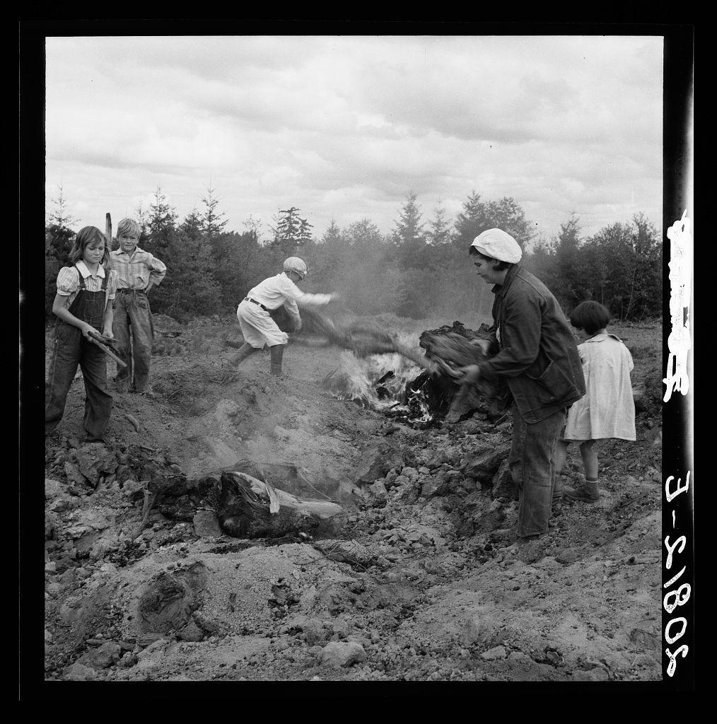 The image shows a group of people engaged in an outdoor activity, seemingly clearing or cleaning up a wooded area. There are four individuals visible: two adults and two children. The adults appear to be guiding the younger ones as they work together on their task.

In the foreground, one adult is actively shoveling what looks like burning debris from a pile of wood into another larger fire, indicating some kind of clearing or cleanup operation involving a large amount of brushwood. Another adult stands nearby holding additional material, possibly preparing to add it to the fires as well.

The two children are observing and participating in the activity; one child is near the active shoveler, while the other appears more detached from the immediate work but still involved by staying close to the action. All individuals wear casual clothing suitable for outdoor labor—overalls, trousers, and simple shirts—with a few wearing hats or caps.

The setting consists of an open area with trees in the background under a cloudy sky, suggesting that this might be part of a larger forested region being managed or cleared by these people. The photograph is in black and white, which may suggest it was taken during a time when color photography was not as prevalent or accessible.

Additional information about this image can be found at After bulldozer has taken out and piled the heavy stu [...]