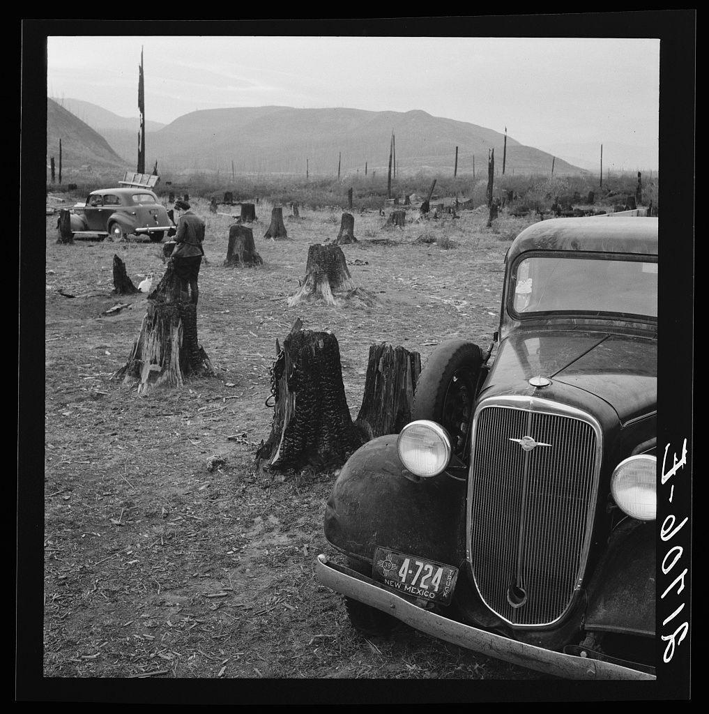 The image depicts a stark and desolate landscape with remnants of cut trees scattered across the ground, creating an eerie scene. The foreground shows two vintage cars—one in close proximity to the viewer, prominently displaying its front grille—and another slightly further away on what seems like a roadside or makeshift vehicle park area. This distant car appears older, possibly from the early 1940s, with a spare tire mounted at the back and an advertisement sticker near it.

The middle ground is dominated by numerous stumps of cut trees, varying in size but mostly being relatively short. These stump remnants are dispersed unevenly across the terrain, some standing upright while others lean or fall over, suggesting past human activity like logging operations that have left behind these residual structures.

In the background, a mountainous horizon stretches across the landscape under an overcast sky, indicating either early morning light or late afternoon shadow. The absence of any vegetation on this hilly expanse adds to the barren atmosphere of the scene.

The ground itself is covered with patches of grass and earth, possibly suggesting dryness and aridity typical for rural farming areas. Some small shrubs are visible near some stumps, providing a slight contrast in texture but maintaining the overall sense of desolation.

This black-and-white image adds to its histori [...]