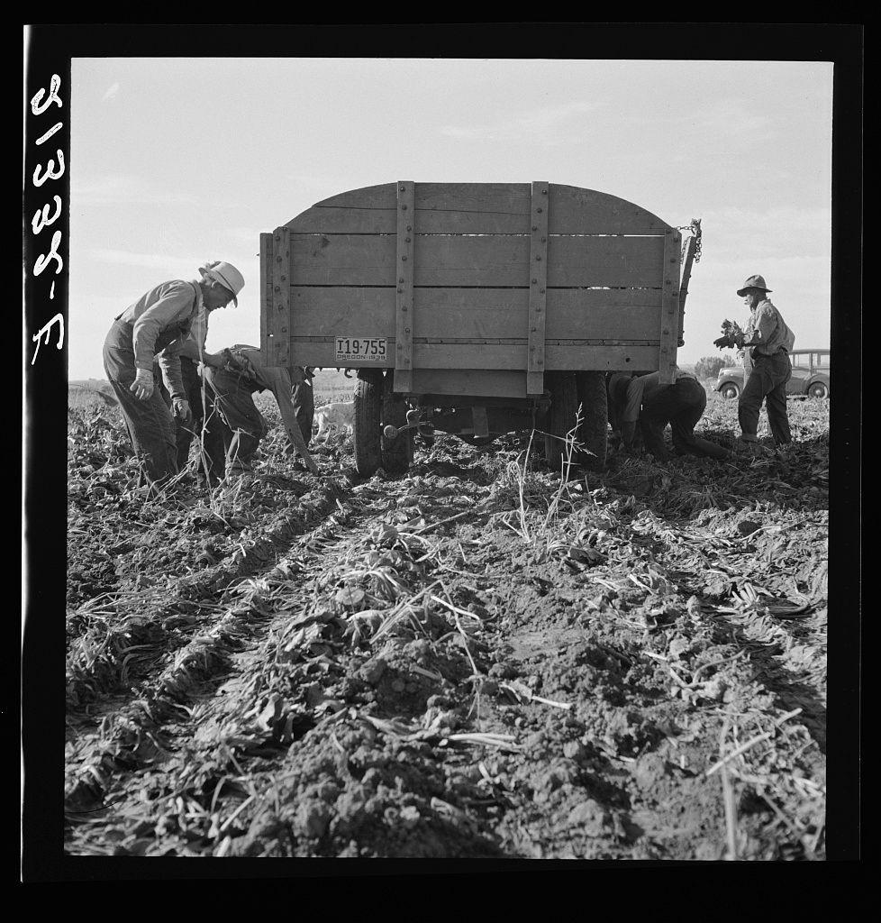 This black-and-white photograph captures a group of laborers working in an agricultural field. There are four individuals visible, each engaged with their tasks; three appear to be picking or harvesting something from the ground while one is bending over near what looks like a wooden cart or wagon attached to a vehicle not fully shown within this frame.

The attire suggests work-related clothing typical for farm labor during earlier decades: hats and suspenders. The field itself shows signs of being recently plowed with visible furrows, indicating it might be early in the planting season. A car is partially seen on the right side of the image, suggesting transportation to or from this location.

There's a sense of manual effort at work here; no heavy machinery appears close enough for use by these individuals. The weather seems fair as there are no signs of rain or adverse conditions and their shadows suggest bright daylight. 

The photo is labeled with some codes that might be identifiers, such as "2-13-59" in the top left corner which could possibly indicate a date (February 1959), though this cannot be confirmed without additional context.

There's also text at the bottom of the image indicating an average wage for field workers and their work hours during a specific time frame, hinting that the photo may have been taken as part of documentation or study on agricultura [...]
