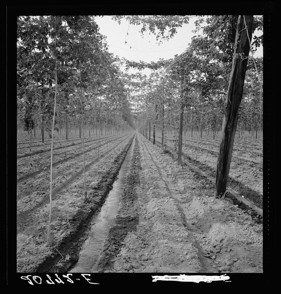 The black-and-white photograph captures a rural scene of agricultural significance. It presents an aerial view looking down on rows of trees, likely hop vines considering the context provided by Washington and Yakima Valley information which are known for hop farming. A narrow dirt road runs through the center, flanked by soil mounds indicative of cultivation practices such as hill planting or drilling holes to support plant growth.

The field is lined with wooden poles supporting wires that may serve various purposes like electrical lines, irrigation systems, or trellising. There's a visible irrigation ditch running parallel on one side of the road, suggesting water management for crop health and yield enhancement. The absence of leaves on some trees suggests it could be late autumn or winter.

The photograph is marked with '90715-E' in the bottom right corner, possibly an identification code. Incomplete text at the top edge indicates additional information that may not be fully visible to provide a complete context for this scene's origin and purpose within agricultural practices related to hop farming.