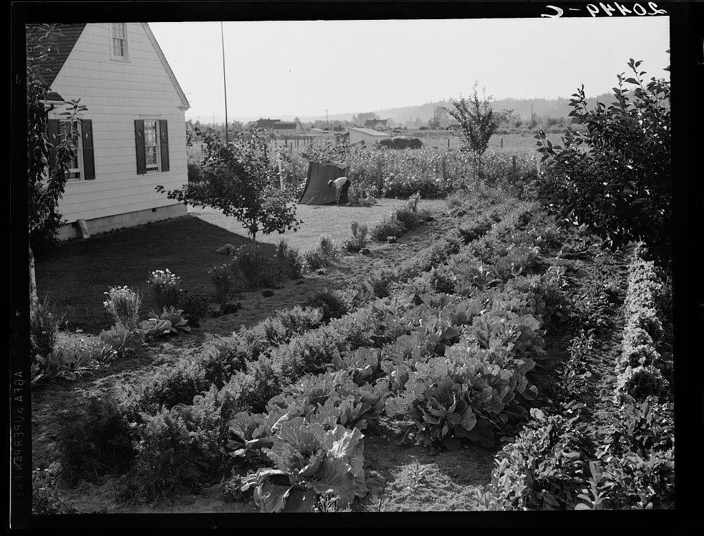 The image depicts a garden scene with various plants and crops, including leafy greens such as lettuce. In the background stands a white house with several windows, indicating residential use. The landscape is rural, surrounded by open fields that extend into the distance under an overcast sky. Notably, there are handwritten annotations on top of the image which seem to be references or labels related to its context and location within Longview's homestead project in Washington State.