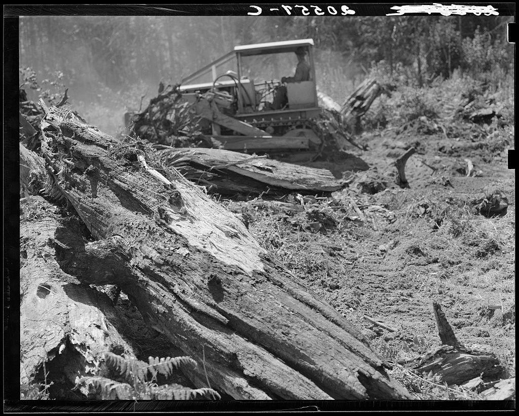 This black and white photograph depicts a scene of land clearing or logging. In the foreground, there's a large fallen log with intricate patterns on its surface, likely due to age or disease. Its bark appears weathered and stripped in places, revealing darker interior wood textures.

A bulldozer equipped with what looks like a grader type blade is positioned behind this log pile, actively working through the terrain. The vehicle has tracks visible beneath it, suggesting that it's moving along a path carved out by its own activities or possibly cleared previously.

The person operating the bulldozer can be seen sitting in the driver’s seat but details are not clear due to distance and black-and-white contrast limitations. Surrounding this central action is an environment of disturbed soil with smaller logs, debris, and what appears to be vegetation that has been uprooted or displaced by the clearing operation.

The terrain extends into a forested area further back in the image where various trees can be discerned but are somewhat obscured due to focus on the nearer objects. The overall atmosphere suggests outdoor work during daylight hours given the clarity of details and absence of artificial lighting sources.