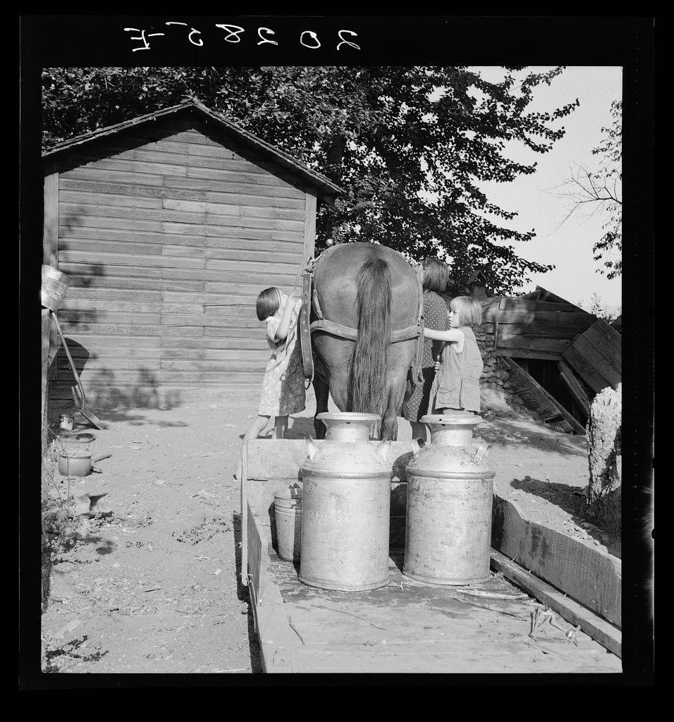 The image depicts a scene from rural life in what appears to be the early 20th century. A woman, presumably of Scandinavian descent given her appearance and clothing style, is seen milking two large metal milk cans attached to an animal's back, possibly a horse or mule. The cans are placed on wooden platforms by their sides. To her right stands another person with long hair tied in braids, wearing what seems like traditional rural attire.

In the background, there is a rustic structure that could be a barn or shed made of wood. Several objects such as pails and a jug rest nearby, indicating daily chores involving farming activities. The scene conveys a sense of manual labor and self-sufficiency in agricultural practices typical to early American settlers.

The black-and-white photograph captures the stark contrasts between light and shadow, emphasizing textures like the rough wooden surface, the woman's clothing, and the animal’s fur. There is handwritten text at the top center with numbers which could be a cataloging or archival notation related to the image content or context.