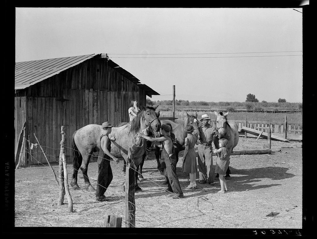 The image is a black and white photograph depicting several individuals gathered around two horses in what appears to be an outdoor setting, likely on a farm. The main subjects are six people: three men standing near the horses—one of whom seems to have his arm around one horse—and three children who appear to be interacting with or touching the animals. One child is reaching up towards a donkey's face that has its eyes closed.

The individuals in focus wear casual, practical clothing suitable for farm work; two are wearing hats and another has a headscarf on. The people seem engaged and possibly working together as they tend to their livestock.

Behind them stands an old barn with vertical wooden planks and metal roofing, characteristic of rural American architecture from the early 20th century or late part of the previous century. There's also fencing visible in front of the group that separates the animals from what appears to be a field beyond it. The overall atmosphere suggests a sense of community effort.

The image is labeled with text at the bottom, "1938 Dorothea Lange 56240," indicating its historical context and possibly relates to renowned photographer Dorothea Lange's work during her time in California documenting rural life through various social projects.
