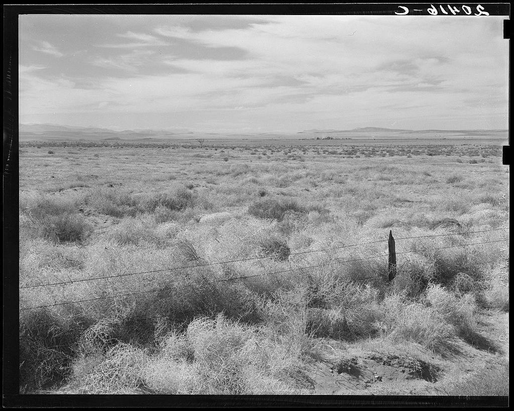 The image is a black and white photograph depicting an expansive, desolate landscape. It appears to be a rural setting with sparse vegetation consisting of dry bushes or shrubs spread across the terrain. A fence runs diagonally through the center foreground, hinting at demarcation for land use. The horizon reveals gently rolling hills in the distance under a cloudy sky. There is minimal wildlife or human presence visible; only one tall structure, possibly an old utility pole, stands prominently on the right-hand side of the frame, suggesting past habitation or agricultural activity.