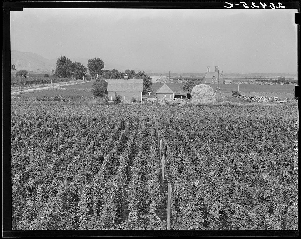 The image shows a vast expanse of what appears to be hop plants, arranged in neat rows and reaching high into the frame. In the background stands an agricultural structure with two large round stacks on its side, indicative of kilns used for drying hops after harvesting. These structures are known as "chimneys" or "kiln stacks." The photograph is monochromatic, possibly historical due to the style of photography and black-and-white coloration.

The scene captures a typical hop-growing environment in an agricultural setting with multiple buildings that suggest farm-related activities. There's visible fencing demarcating property boundaries amidst the fields. In the far distance lies what seems like mountains or large hills under a cloudy sky, suggesting rural terrain.

There is no human presence captured within this shot; hence, focusing on the elements of agriculture and farming practices depicted in an expansive hop yard managed by a French-Canadian farm. The image captures three weeks before picking time for hops as noted in its source description from Washington's Yakima Valley.