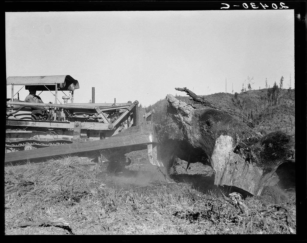 The image depicts a historical scene featuring an individual operating a mechanical harvester. The person is positioned on the machine, seemingly engaged in agricultural work or land clearing.

Key elements include:
- A large mechanical harvester with tracks and machinery attached.
- The operator wearing what appears to be protective gear, including goggles and possibly ear protection.
- The backdrop features rows of trees that have been partially cleared, indicating a farming landscape.
- There is visible dust being stirred up by the movement of the equipment.

The image has selective coloring, emphasizing certain parts while keeping others in grayscale. The overall composition provides insight into agricultural practices or land management techniques from an earlier period.