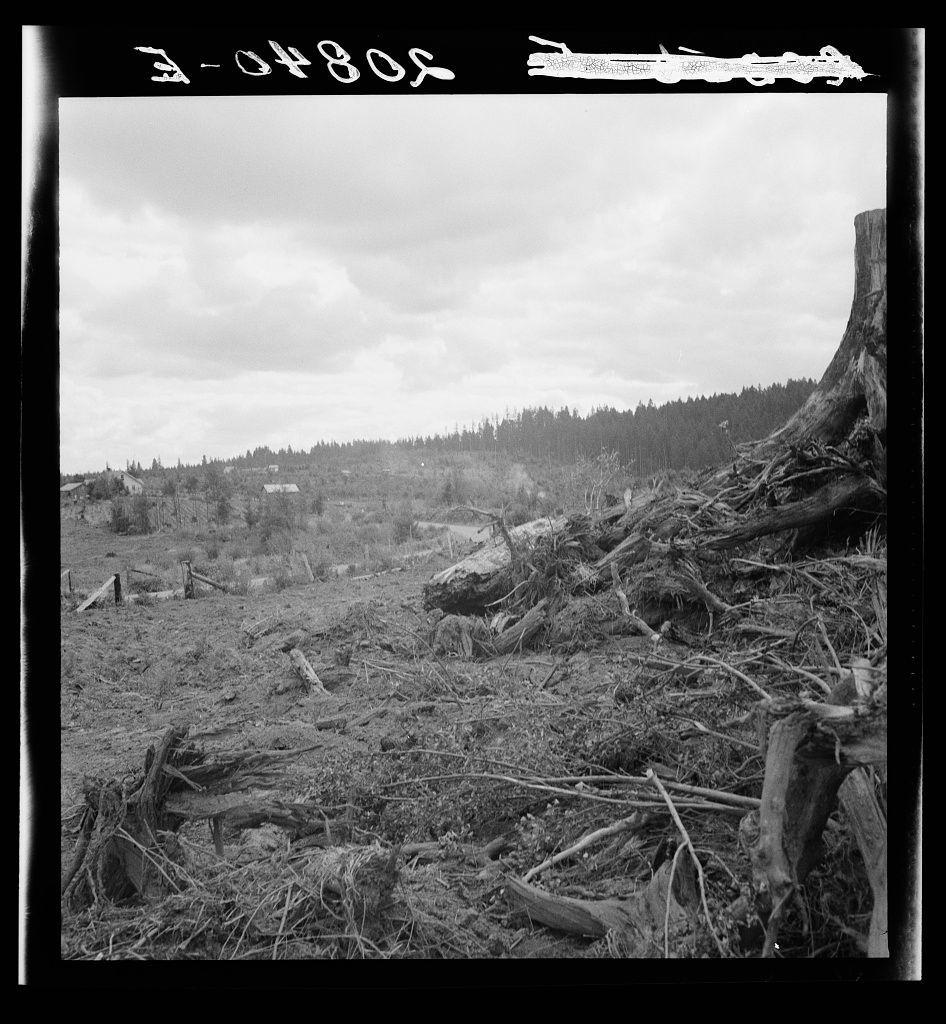 The image depicts a stark and desolate landscape, characterized by remnants of a once-thriving forest. The ground is strewn with broken tree trunks, branches, and the twisted remains of trees that have been uprooted or damaged. A large stump occupies the foreground on the right side, standing as an eerie sentinel over what was likely a thriving ecosystem not too long ago.

The background reveals a vast expanse of cleared land stretching to the horizon, with rows upon rows of cut down and felled trees creating a continuous line across the landscape. This stark contrast between the remaining debris in the foreground and the uniformity of the treeless field behind it underscores the severity of what appears to be logging activity.

In the distance, beyond this vast clear-cut area, lies an expanse of rolling hills or low mountains. The sky above is a canvas of scattered clouds against a lighter backdrop, suggesting that despite the destruction below, nature still persists in its grandeur even from such a vantage point.

The black and white format of the photograph adds to the somber mood, emphasizing textures, contrasts, and shadows over color information. It evokes a sense of timelessness or perhaps loss, painting a vivid picture without relying on color alone.