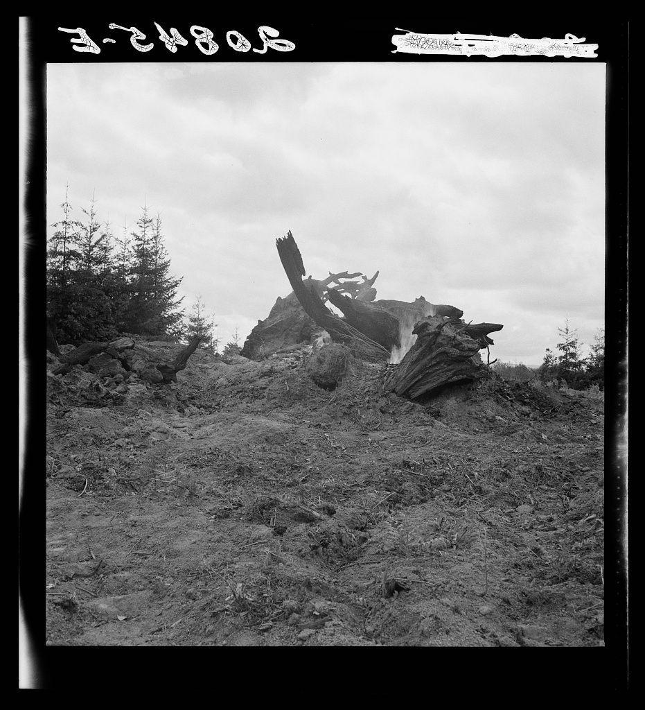 A black and white photograph showing a rugged landscape with trees. In the foreground, there is an area of bare soil or disturbed ground, leading up to what appears to be a tree stump that has been partially cut down by machinery, possibly a bulldozer as suggested by the caption. The sky above is overcast, adding to the somber tone of the scene.