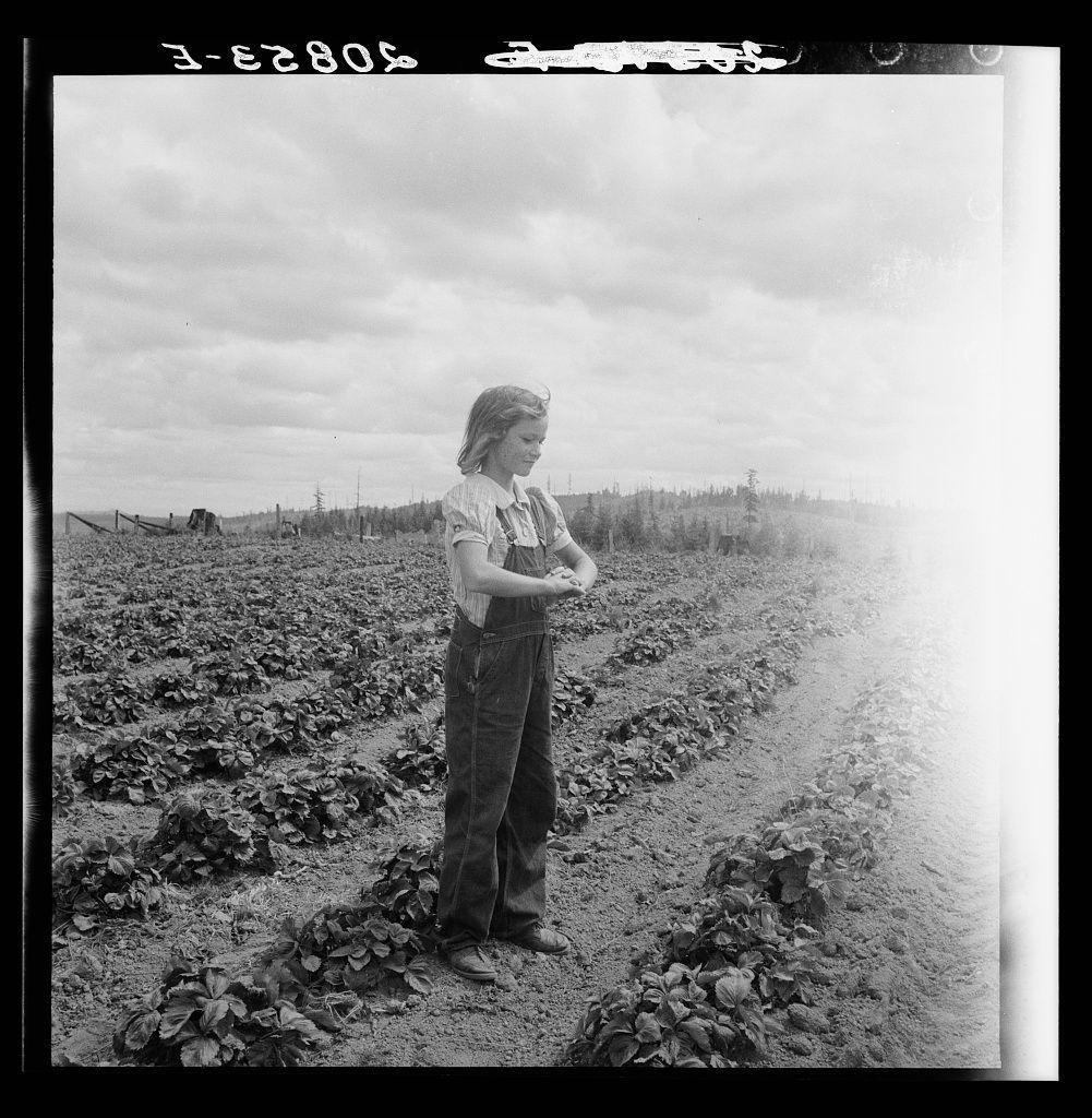 The image is a black and white photograph depicting an outdoor scene. At the center, there's a young boy standing with arms crossed in front of him on what appears to be farmland. The boy wears overalls, a short-sleeved shirt, gloves, work boots, and his hair seems tousled from exertion or wind.

He is facing away slightly towards an area where rows of crops are visible along the sides of what looks like soil beds prepared for planting. In the distance beyond these fields, there's more farmland with various farm machinery including a tractor which suggests ongoing agricultural work. The horizon shows trees and hills in the background under a cloudy sky.

The top-left corner has some text possibly from an old film strip or label reading "3-EZ2805." There seems to be handwritten annotations over this, but they are not clear enough for interpretation. Overall, it gives off a historical feel indicative of rural agricultural life, perhaps taken during the early-to-mid 20th century based on clothing and context.

The photo doesn't provide direct information about where exactly these fields are located; however, references in text suggest that this could be part of Kytta farm near Michigan Hill. The mention indicates ongoing farming activities with a significant amount of land being cleared for crops recently by machinery like bulldozers.