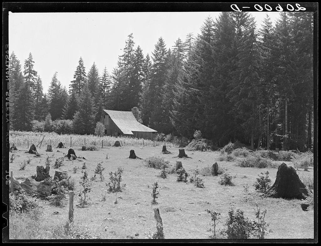 This black and white photograph depicts a rural landscape featuring a small wooden house with a sloping roof in the center of the frame. The structure appears weathered, suggesting it may be an old farmhouse or barn. Surrounding the building is a field dotted with numerous tree stumps at various heights and diameters, indicating recent logging activity. Sparse vegetation can be seen growing between these stumps.

In the background, dense coniferous trees rise up into the sky, creating a natural border for the scene. The forest appears untouched by human interference beyond the immediate vicinity of the house and field.

The photograph is labeled "D-0563," which may refer to a catalog or archive identifier. It carries an air of historical significance due to its monochrome presentation and rural setting that evokes a sense of early 20th-century America. The image appears to be part of a collection, potentially documenting farm life in the Pacific Northwest region.

Additional context for this photograph can be found within "Western Washington stock farm," as referenced in Western Washington University's archives or related collections. This specific photo may have been taken during an era when logging and agriculture played significant roles in shaping rural communities' livelihoods, offering insight into historical land use practices and the environmental impact of human  [...]