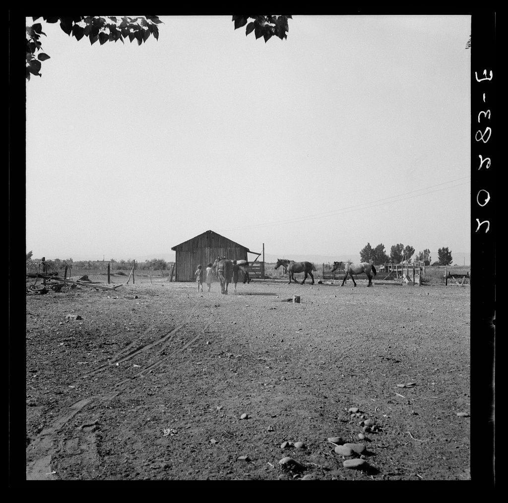 The image is a black and white photograph depicting an outdoor rural scene. In the foreground, there's an expanse of muddy ground with tire tracks indicating recent vehicle activity. A rustic wooden barn stands to the left, while on the right side, several horses are visible within what appears to be a fenced enclosure. The animals include both standing horses in various positions and at least one horse lying down near the bottom-right corner.

Two individuals can be seen: an adult wearing dark clothing is leading two of the horses away from the barn towards the center-left part of the frame, while another person with lighter-colored clothes appears to be accompanying them. In the background, a sparse treeline suggests open countryside or farmland beyond what seems like fenced fields and possibly other agricultural structures.

The photograph has text on its edges indicating it is likely archival in nature - "1938-05-24" along one edge and partially visible alphanumeric characters on another side. The overall setting, with the barn, horses, rural landscape, and tire tracks, suggests a working farm environment from an earlier era.