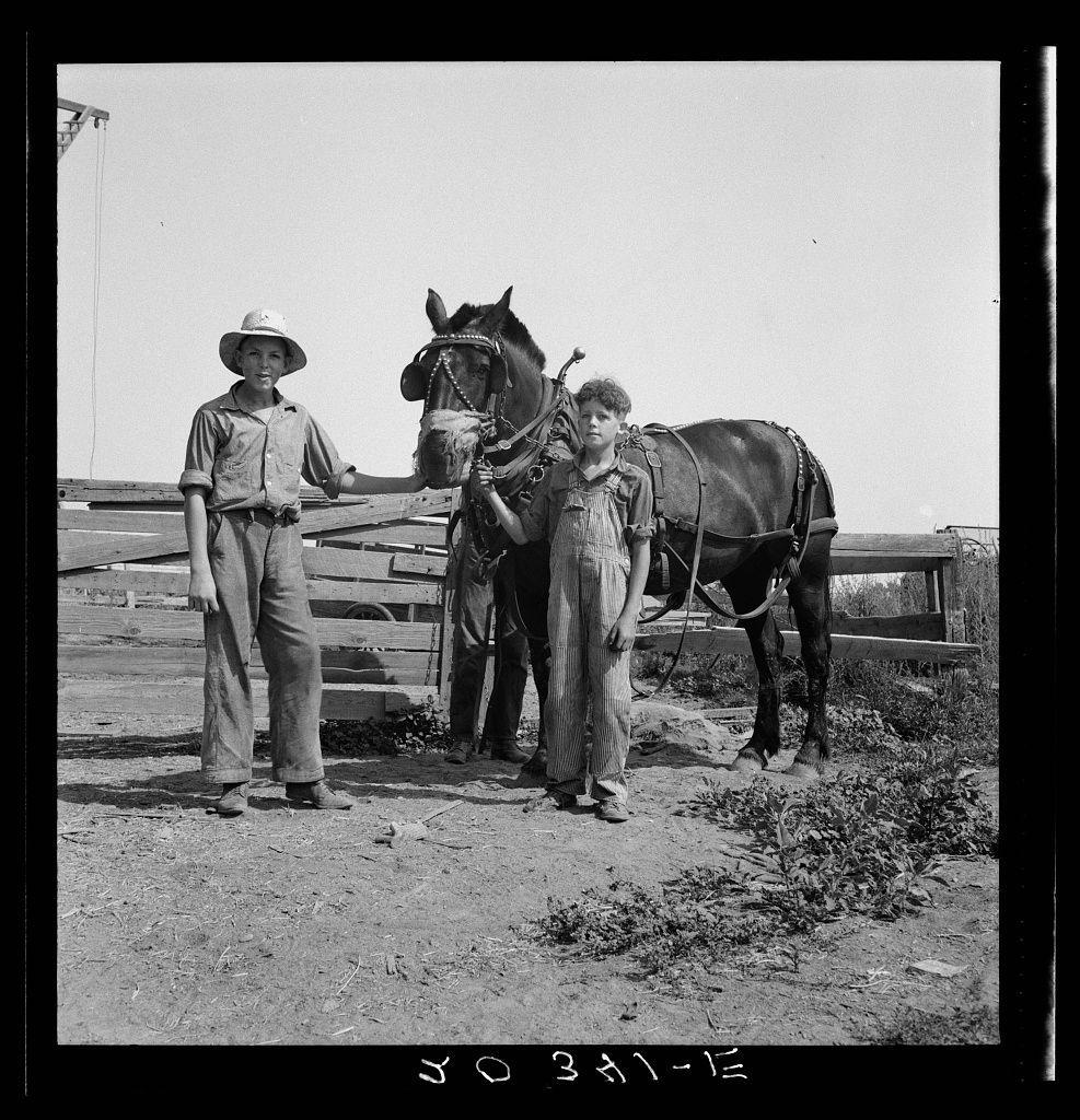 This black and white photograph depicts two boys in casual workwear standing beside a horse. The boy on the left wears overalls, a button-up shirt with rolled-up sleeves, and a wide-brimmed hat. He is smiling at the camera while resting his hand on the bridle of the horse's headstall.

The second child stands slightly behind the first, also dressed in work attire consisting of suspenders and trousers. This boy appears to be holding onto reins that are attached to the horse’s harnesses, suggesting he may have been riding or leading it.

Behind them is a wooden fence with several slats lying on top and some scattered vegetation around their feet, indicating an outdoor rural setting. The sky above is clear, hinting at fair weather conditions during this moment captured in time.

The photograph has text inscribed along the bottom which reads "391 - 15," possibly denoting a catalog or reference number associated with it. There are no discernible features that would suggest any bias related to gender, race, or occupation based on historical context and clothing style depicted here.