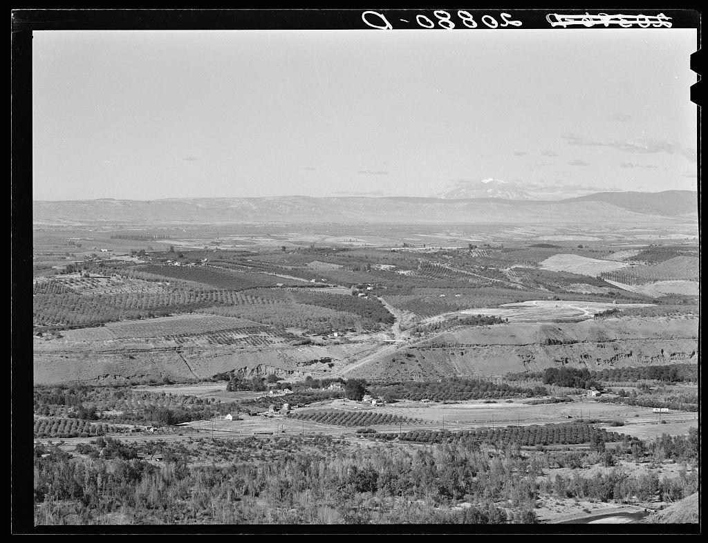 The image displays a black and white aerial view of an agricultural landscape. It features rows upon rows of crops, likely orchards or vineyards, stretching across the valley floor with some scattered houses visible among them. The land is divided into various sections by lines that may represent roads or boundaries between different plots. In the distance, there are rolling hills leading up to a mountain range under a clear sky, suggesting an open and expansive rural setting. This photograph appears to be part of a collection related to agricultural areas in Washington State, specifically referencing Yakima Valley as seen from approximately six miles away from Yakima itself. The absence of color emphasizes textures and contrasts within the landscape.